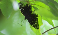 sumina-240630.jpg