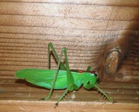 t_umoi-200723.jpg