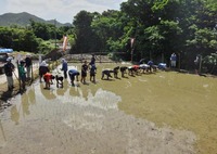 taue2-210418.jpg