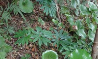 tennan-250220.jpg