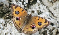 th_modoki2-250627.jpg