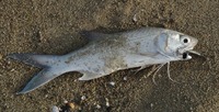 tk1-181118.jpg
