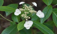 toka-240517.jpg