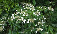 toka2a-240517.jpg