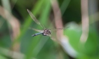tombo-260623.jpg