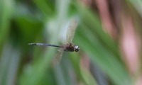 tombo2-260623.jpg