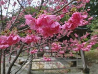 tomori-250210.jpg