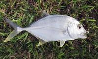 trevally-190908.jpg