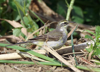 tsr-150110.jpg