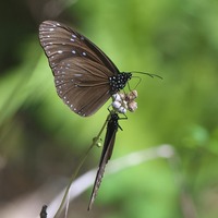 tsumam-240223.jpg