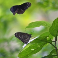 tsumam-240818.jpg