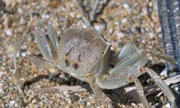 tsunom-240917.jpg