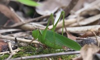tsuyum-240705.jpg