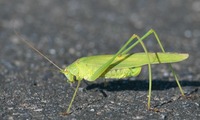tsuyum-241111.jpg