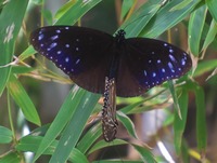 tusmamu-240504.jpg