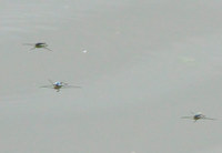 ua-130521.jpg