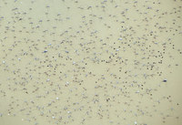 ua-140715.jpg