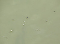 ua-140802.jpg