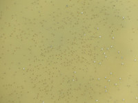 ua-140824.jpg