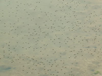 umi-a-140530.jpg