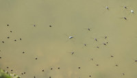 umi-amnb-130528.jpg