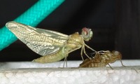 umia6-240623.jpg