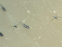 under-trtr-zoom-160622.jpg