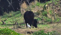 ushi_sag-250314.jpg