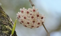 wax-250626.jpg