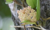 wax2-250626.jpg