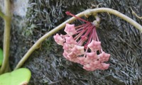wax3-250626.jpg