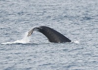 whale-190220.jpg
