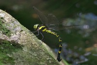 yabuya-250625.jpg