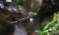 yabuya2-250713.jpg