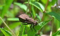 yago-250707.jpg
