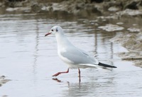 yk_walk-191108.jpg