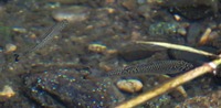 yugoi-250423.jpg